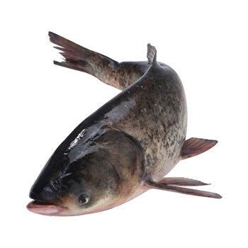 胖头鱼鲢鱼头剁椒鱼头鱼头煲汤花鲢大头白鲢新鲜鲜活现杀花鲢鱼665斤