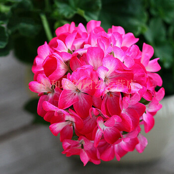 重瓣花苗 盆栽天竺葵苗四季開花陽臺庭院室內盆栽花卉 玫紅色 21&