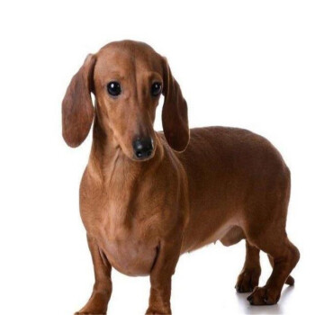腊肠犬幼犬幼崽宠物级公母都有纯种宠物狗狗腊肠犬包健康 高品质 公