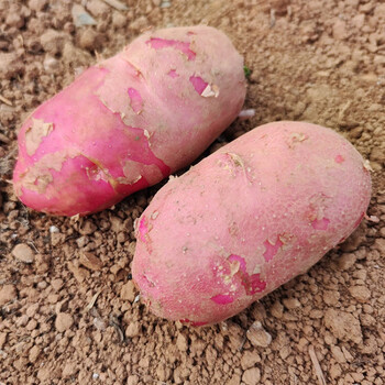 净重10斤云南红皮黄心土豆高原新鲜马铃薯蔬菜东川大洋芋5斤高原土豆