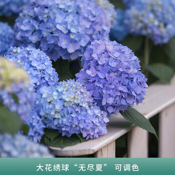 曼杉园 Manshanyuan 品种绣球花苗八仙花魔幻城堡绣球无尽夏阳台庭院花园大花绣球无尽夏可变色小苗 图片价格品牌报价 京东