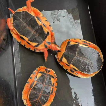 三线金钱闭壳乌龟苗活体龟海南种龟越南大黄头龟活体 需更大规格尺寸