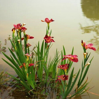 院子里种的花西伯利亚鸢尾花苗挺水植物池塘马兰水生美人蕉莺尾大花萱草蝴蝶兰紫花鸢尾1000棵不含盆 图片价格品牌报价 京东 院子里种的花西伯利亚鸢尾花苗挺水植物池塘马兰水生美人蕉莺尾大花萱草蝴蝶兰紫花鸢尾1000棵不含盆 图片价格品牌报价 京东