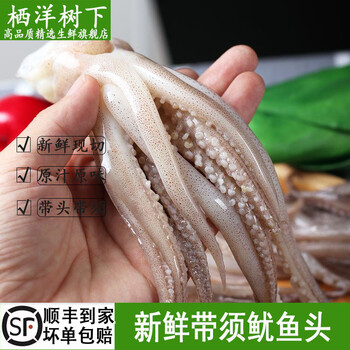 栖洋树下新鲜现切鱿鱼头鱿鱼须铁板鲜活冷冻海捕鱼火锅烧烤食材海鲜