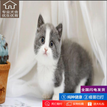 绿柒号纯种英国短毛猫蓝白猫幼崽活体 视频挑选 英短蓝白矮脚猫纯种康康宠物猫活体猫咪折耳猫蓝白猫矮脚级公 图片价格品牌报价 京东