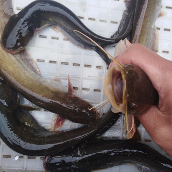 淡水鱼水产鲶鱼鲜活现杀土鲶鱼新鲜鲶鱼500g现捕现杀冷运净膛后1斤重