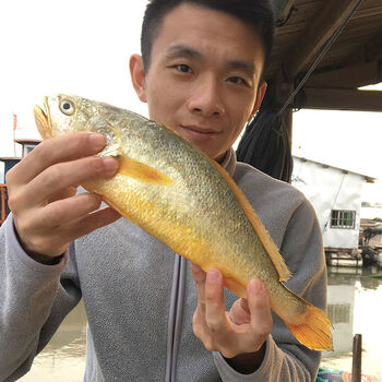 宁德海鲜鲜活黄花鱼海鱼生鲜大小黄鱼51斤东海新鲜冷冻3斤装共6条约