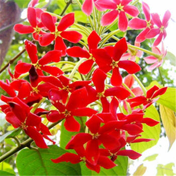 汉柠攀援使君子花苗驱蚊虫香兰草盆栽植物五彩夜来香树苗藤本花卉绿植大红4年苗不含盆 图片价格品牌报价 京东 汉柠攀援使君子花苗驱蚊虫香兰草盆栽植物五彩夜来香树苗藤本花卉绿植大红4年苗不含盆 图片价格品牌报价 京东