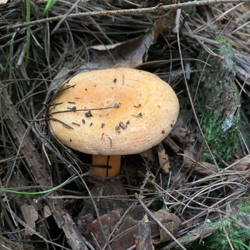 湖南枞树菌 红菌子蘑菇枞树菇松树菇重阳乌菌湘西寒菌干货500g 一斤松