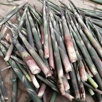 新鲜小竹笋江西野生小甜笋带壳现挖现发现拔小春笋时令蔬菜新鲜小竹笋