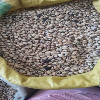 东北油豆角种籽蔬菜种孑特大四季豆菜籽种大全花种籽子豇豆籽种子