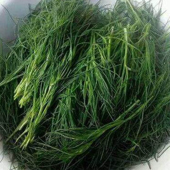 猪毛菜新鲜头茬农家野菜现挖现发当季时令蔬菜蓬蓬菜山东省猪毛草