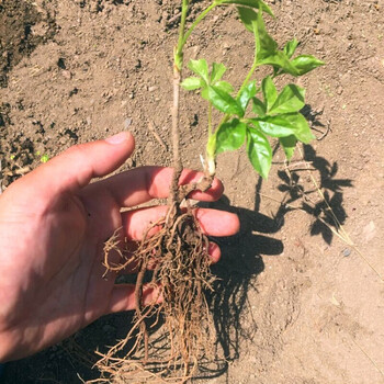 莞鲜刺五加苗五叶刺加皮种子种苗东北刺五加皮树苗盆栽地栽易成 6年