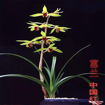 素蜜【耐寒耐热】浓香型兰花苗春兰惠兰四季开花客厅绿植 惠兰中国红