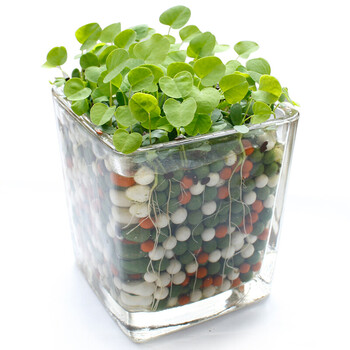 负离子办公室桌面玻璃瓶小盆栽水培心形草爱情草diy创意迷你植物 心形