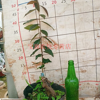 紫阳金丹金弹子品种桩嫁接母桩阳台绿植原盆原土02含盆