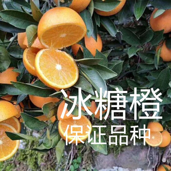 正宗高纯度高甜度永兴冰糖橙苗云冠盆栽地栽甜橙果树苗1年苗81cm 含 110cm 含 图片价格品牌报价 京东