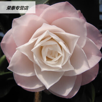 梦十三(带花苞) 不含盆