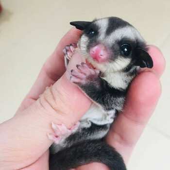 澳洲蜜袋鼯宝宝白脸蜜袋鼯活体宠物小飞鼠幼崽蜜袋鼬活物健康