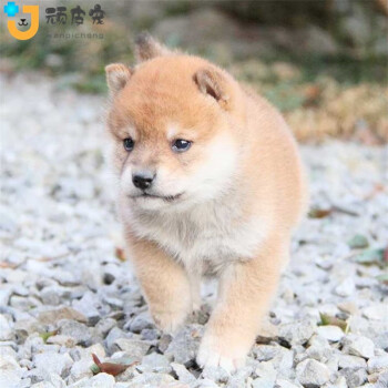 顽皮宠 纯种柴犬活体幼犬 双血统日本豆柴 秋田犬黑嘴赤柴美系柴忠犬八 宠物活体狗狗柴犬 赛级柴犬宠物级公 图片价格品牌报价 京东