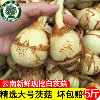 雲南白茨菇5斤新鮮白慈姑大號新鮮蔬菜茨菇白馬蹄慈姑現挖粉糯茨菰