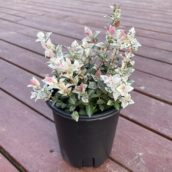 盆栽庭院彩叶花卉黄金络石吊兰爬藤四季常青藤蔓植物花园花叶络石一盆15 培育盆含盆 图片价格品牌报价 京东