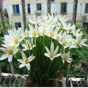 月娥多年生植物风雨兰韭葱兰种球盆栽球根庭院花卉观花植物室内花易种白葱兰10个 其他 图片价格品牌报价 京东