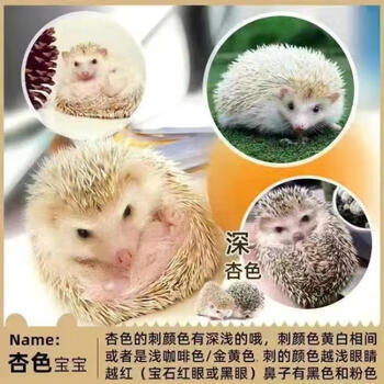 非洲迷你小刺猬活物已打疫苗带笼子稀罕掌心活体冷门随身宠物幼崽杏色