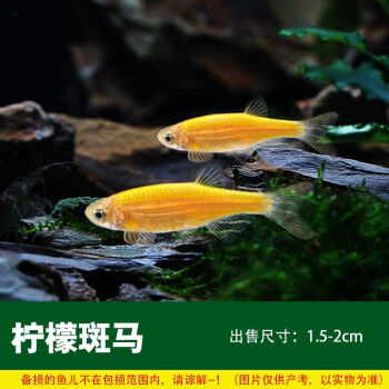 紅斑馬藍斑馬豹紋熒光斑馬魚熱帶魚觀賞魚活體淡水寵物魚飼料魚檸檬黃