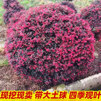 红花继木球红花檵木树苗老桩盆景庭院园林绿化带工程苗木围墙植物继木