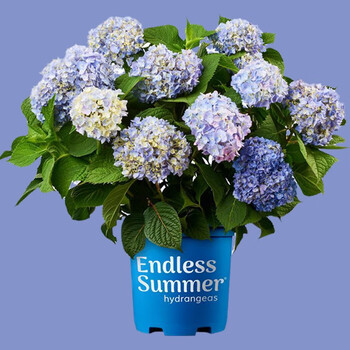 红豆(hodo)无尽夏纱织小姐绣球花大苗大花型当年开花木本花大号老桩