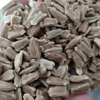 葫芦籽 中药材苦葫芦籽 中草药 苦葫芦籽 葫芦子 无熏制 100克 葫芦子