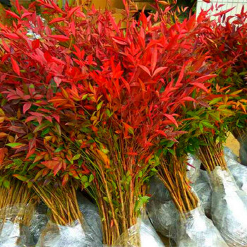 南天竹庭院植物绿化苗木红天竹苗观叶盆栽办公室内绿植盆栽盆景z5 30厘米5颗不含盆 图片价格品牌报价 京东