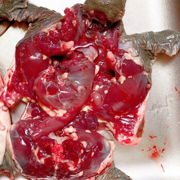 滋补甲鱼现杀老鳖食用王八真空包装新鲜去皮去膜去内脏杀后112斤单人