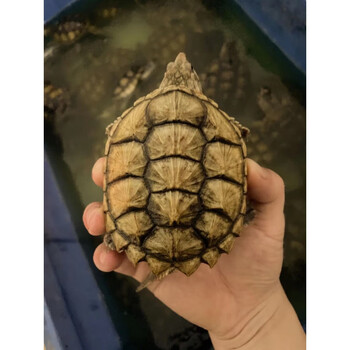 鳄龟乌龟活体北美小鳄龟苗活物宠物龟观赏龟杂佛水龟外塘凶猛 黄金甲