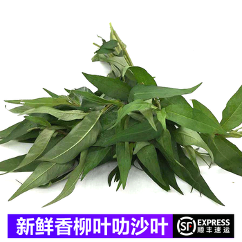 真果沁新鲜香柳叶叻沙叶拉沙叶拉莎叶鱼生配料火锅配料250g