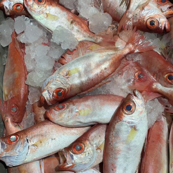 鯨洋福建本港紅目鰱大眼睛魚大眼鯛魚大眼雞新鮮海鮮現撈船凍陸凍海鰱