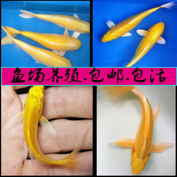 观赏鱼黄金龙凤锦鲤鱼活体长尾纯种金鱼宠物鱼招财鱼冷水淡水放生鱼13 15公分5条装红草鱼 图片价格品牌报价 京东