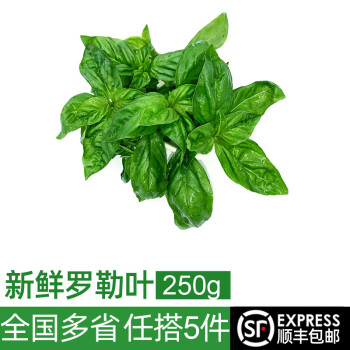 绿食者 新鲜罗勒叶250g 西餐牛排披萨意大利面香料 青酱调料蔬菜 250g