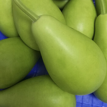 采缇福建漳州菜葫芦瓜5斤新鲜4斤装食用圆葫芦瓠子蒲瓜瓠瓜农家种植