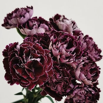 节日礼物云南鲜花基地直发真花鲜切花 帕姆夫人16 4支防破损送保鲜剂