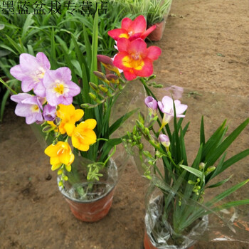 香雪兰盆栽带花包发香雪兰花苗盆栽庭院阳台盆栽花卉香雪兰1盆双色带
