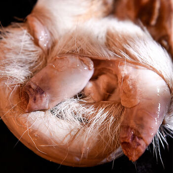 新鲜鹿鞭整根泡酒男性鹿鞭膏