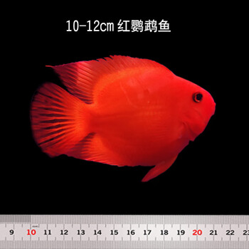 元寶財神招財魚觀賞魚銀龍魚熱帶寵物觀賞魚vakada1012cm紅鸚鵡魚6條