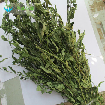 紫背金牛大金不换金牛草叶叶一枝花大远志新品中草药材紫背金牛大