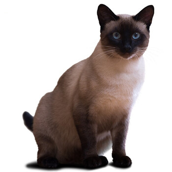 纯种暹罗猫幼崽宠物活体泰国暹罗小猫活物幼猫挖煤工海豹色重点经典色