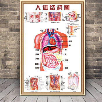 6015人體肌肉掛圖解剖圖結構示意圖內臟器官骨骼構造身解刨圖片