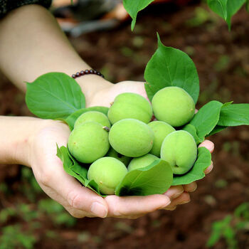福建诏安新鲜现摘青梅果胭脂梅白梅黄梅梅露泡酒酵素售后无忧新鲜青梅