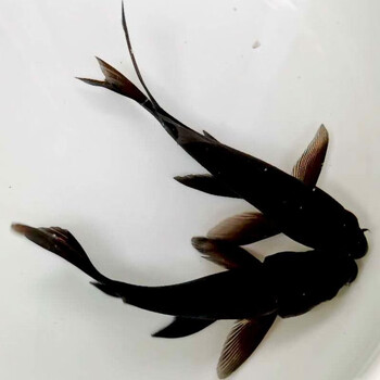 麦叮卡精品锦鲤鱼活鱼冷水淡水好养易活观赏鱼黑锦1820cm2条