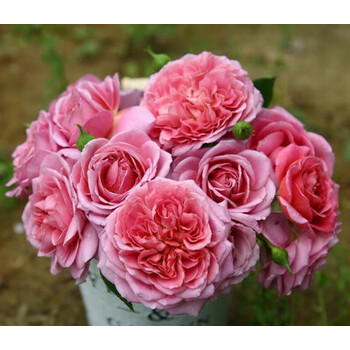 月季特大花浓香果汁阳台庭院花卉植物盆栽蔷薇玫瑰花苗法国礼服不含盆